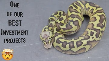 Is This The New BIG THING - THE ZEBRA PROJECT!!