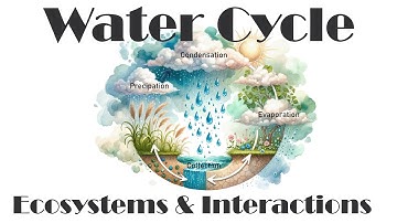 Ecosystems and Interactions - Water Cycle - Science NGSS- 4th Grade