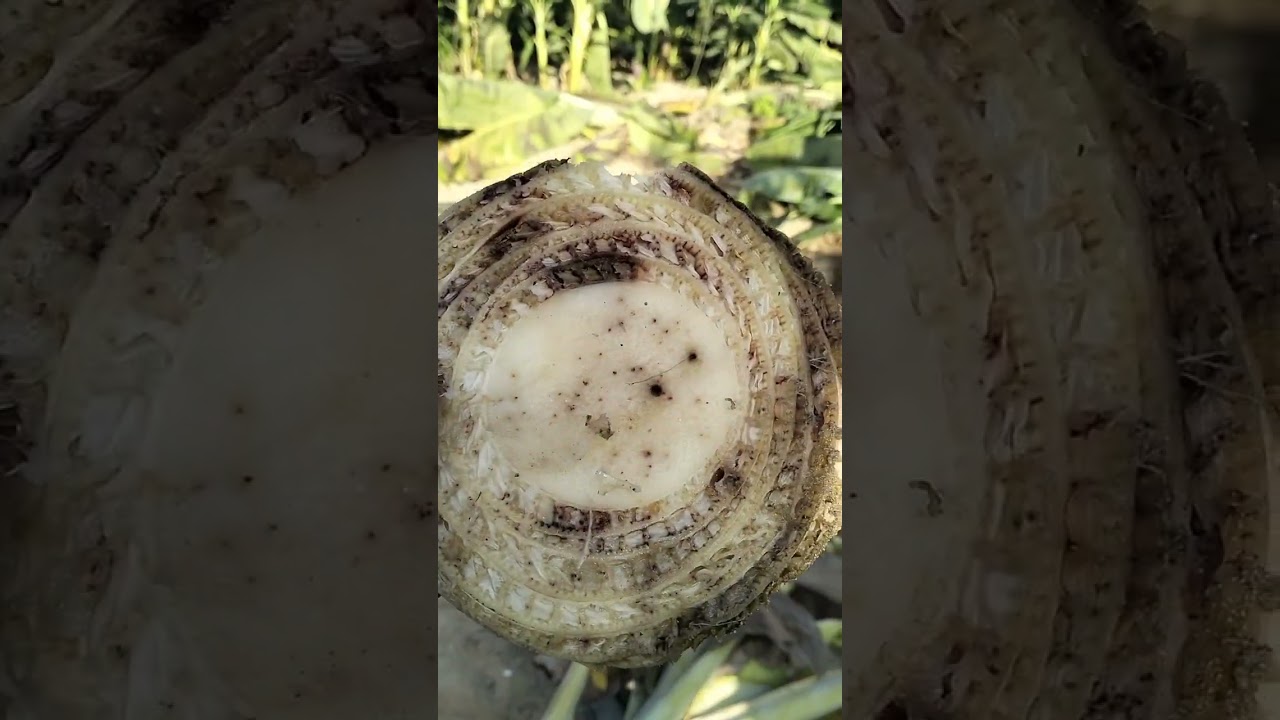 مع الفيديو الكارثي والمرتقب والحصري لكل مزارعي الموز لكل نداء عاجل لوزير الزراعه ومرك