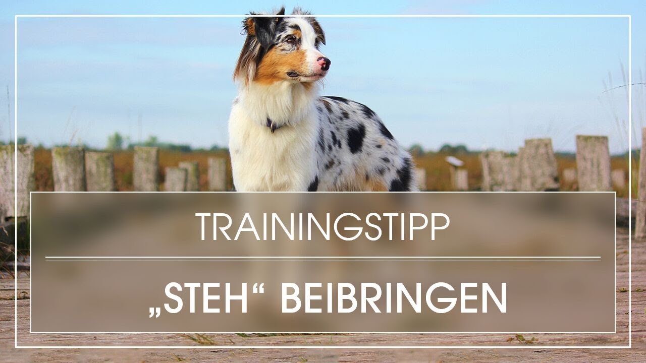 Tutorial Hund lernt Steh / Aufbau Hund Steh beibringen YouTube