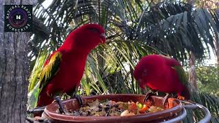 Beautiful parrrots |The magical world of parrots | Soothing nature | Wonderful relaxing sounds