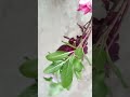 Morning walk collection 💕 #terracegarden #plants #shorts #shortsviral #youtubeshorts #ytshorts