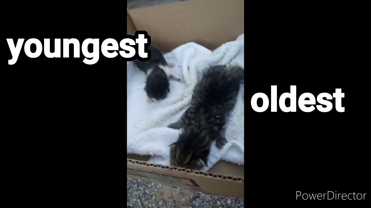 Rescuing kittens( part 1) |curious birds