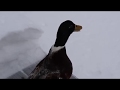 Ducks Try the Snow Challenge