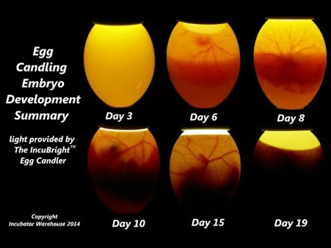 Egg candling from 1 to 21! eggs condling ! How to candli chicken egg