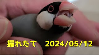 【文鳥】撮れたて(2024/05/12)今日も楽しく過ごしててかわいい♡　 java sparrow