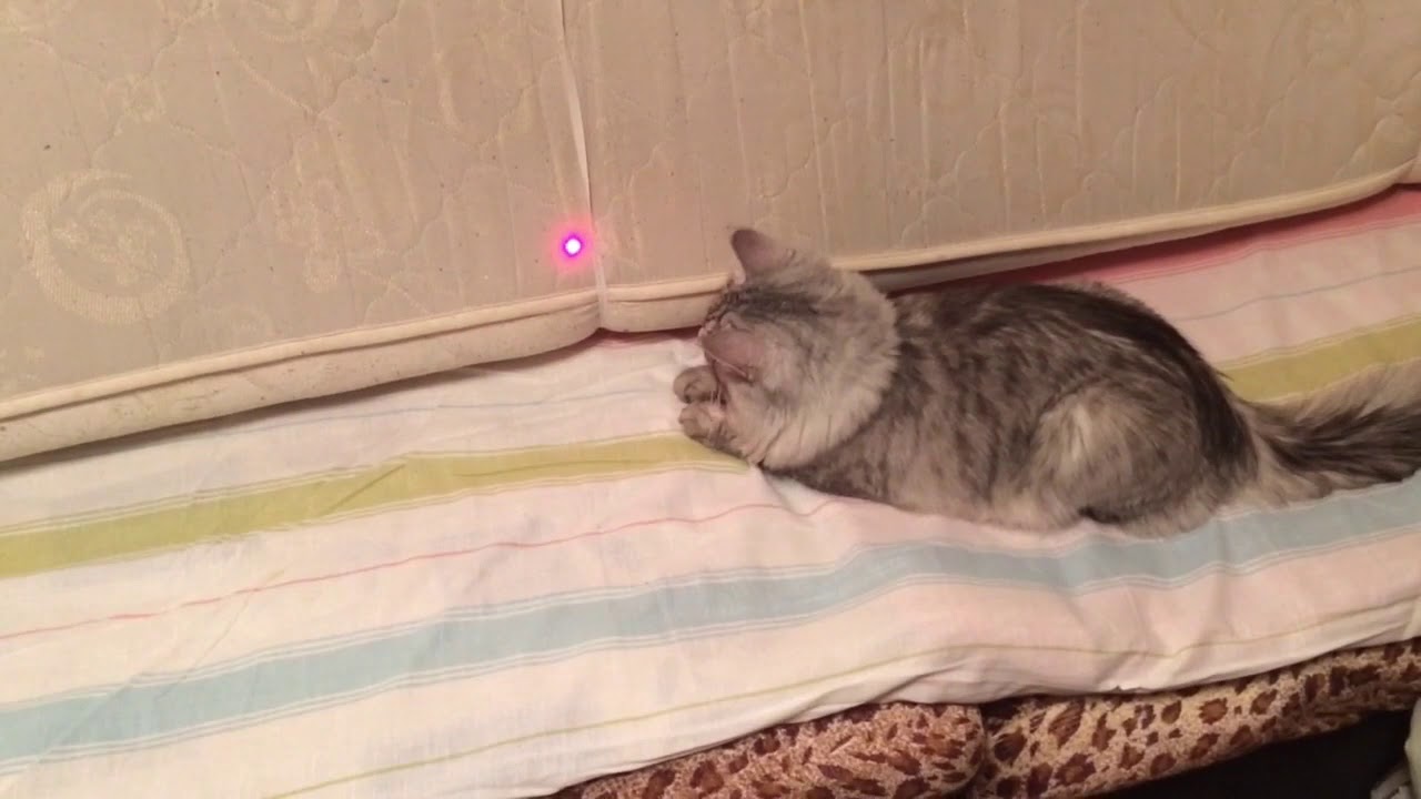 Когда по утрам кот бегает по кроватям. Кот бегает по стенам. котенок шустрый. котопаук.