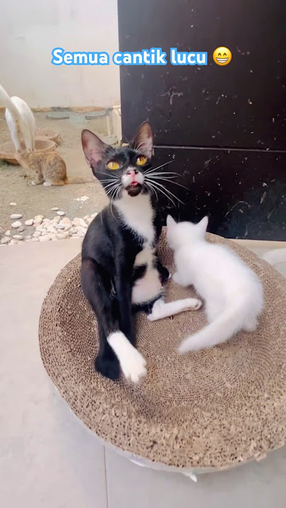Semua kalian cantik dan lucu ya😁❤️ #cat #kucinglucu #kucing #kucingimut #shorts #cutecat #funnycats