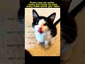Fluffy cute cat online,rolling and tilting its head every frame warms your heart