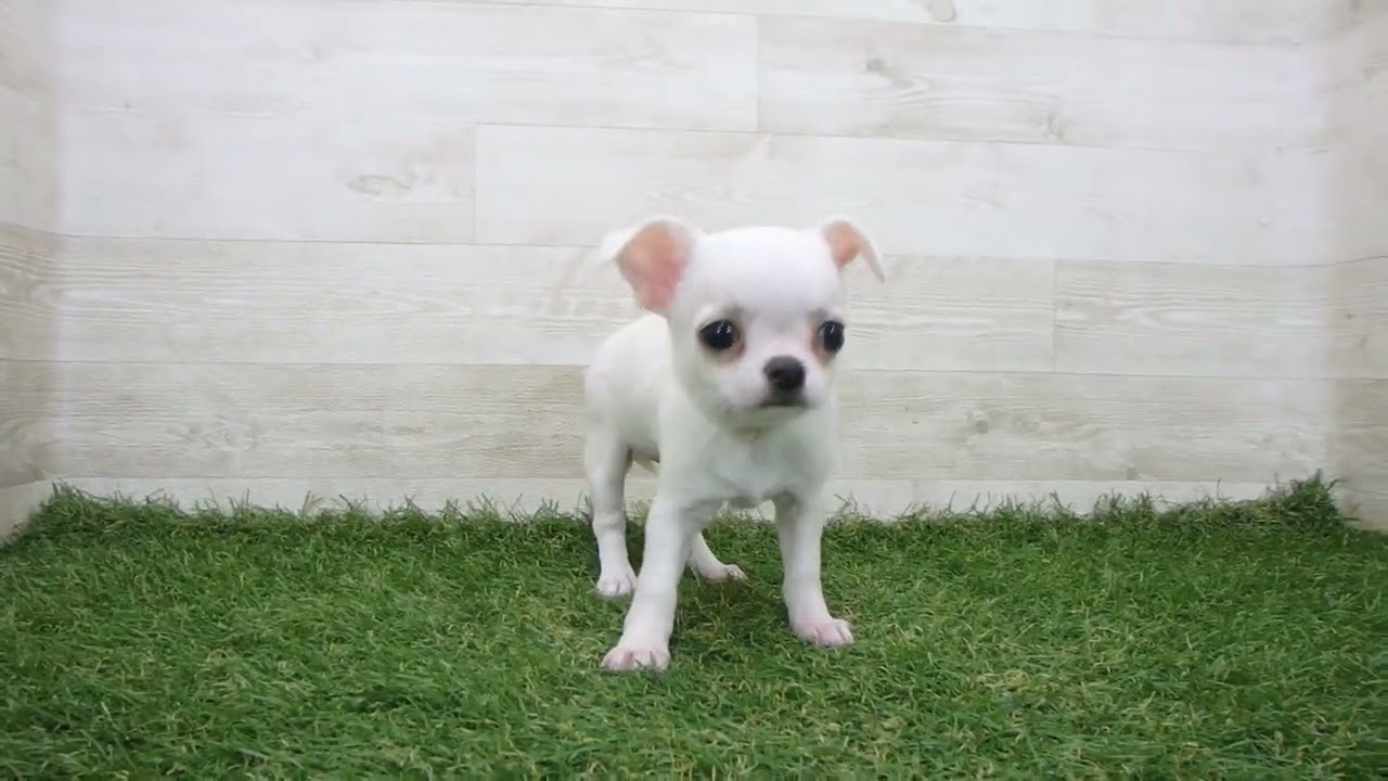 Coo&RIKU No.00741313 チワワ（スムースコート） - YouTube