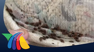 ¿Las pulgas viven en los colchones?
