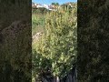Ромеро/розмарин в горах Испании