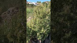 Ромеро/розмарин в горах Испании