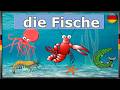 Fish in German – Learn German | Vocabulary