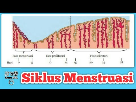 Video: Tahapan Siklus Menstruasi: Menstruasi, Ovulasi, Hormon, Mor