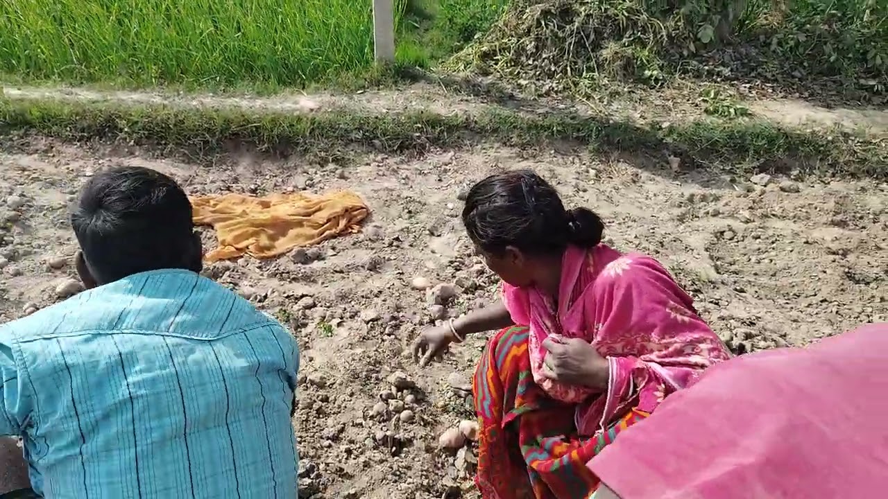 हमारे खेत में हो रही है आलू की खुदाई