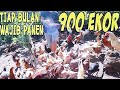 Cara Panen 300 Ekor Ayam Kampung Setiap Bulan❕❕Bisa Untung Bersih 4Juta di Lahan Sempit