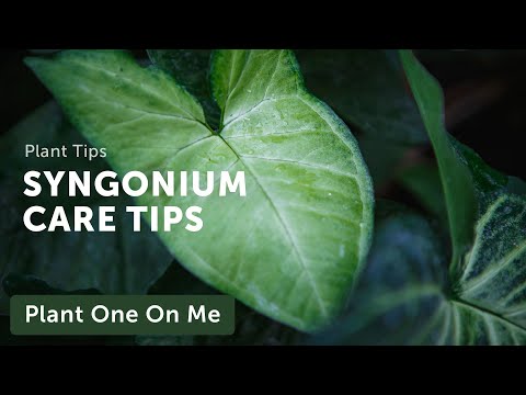 Ultimate SYNGONIUM (Arrowhead Vine) CARE Guide — Ep. 208