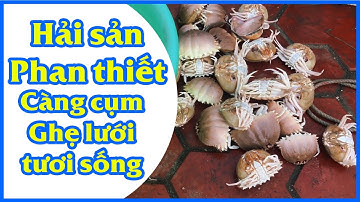 Hải sản Phan Thiết càng cụm - ghẹ tươi sống | Seafood Phan thiet