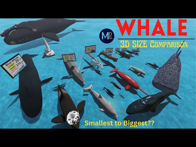 Whale Size Comparison🐳 || Smallest to Largest Whales in the world 3D Size Comparison 🐳🐳 class=