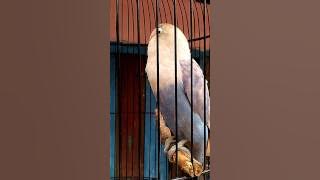 Lovebird # JAHANAM # ngekek 1 menit tanpa jeda..