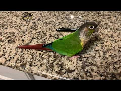 Sunday Funday with my Green Cheek Conure Sunday Funday with my Green Cheek Conure