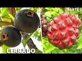 10 Frutas Brasileiras Mais INCRÍVEIS e CURIOSAS Nativas do CERRADO (Parte 2)