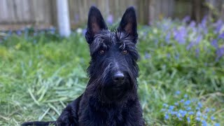 Scottish Terrier vs Scottish Terrier by Ruby and Rory 2,414 views 1 year ago 55 seconds