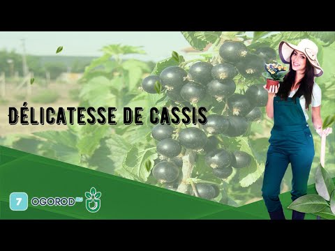 Vidéo: Noyau De Cassis: Description Et Caractéristiques De La Variété, Avantages Et Inconvénients, Caractéristiques De Plantation Et D'entretien + Photos Et Avis