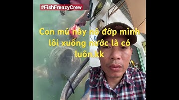 Cá mú khổng lồ - con này chắc đãi 100 người còn đủ. #fishing #bigfish #shorts #shortvideo