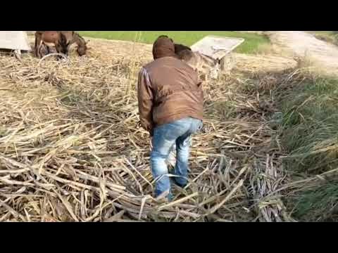 Eshak yalaganlarning suratlari va videolari Eshak yalaganlarning suratlari va videolari