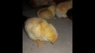 Hen || Chick || Story || Love of Mother