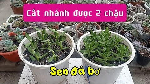 Nhân giống sen đá bơ từ 1 được 2 chậu