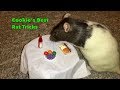 Cookies best rat tricks  trick compilation