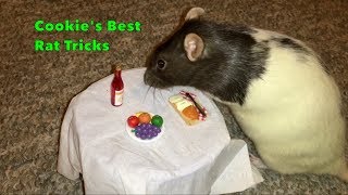 Cookie's Best Rat Tricks - Trick Compilation