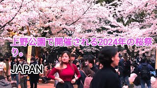 [4K] 東京・上野公園で開催される大桜まつり。 Cherry Blossom Great Festival in Ueno Park. # Evening View. Tokyo,  Japan.