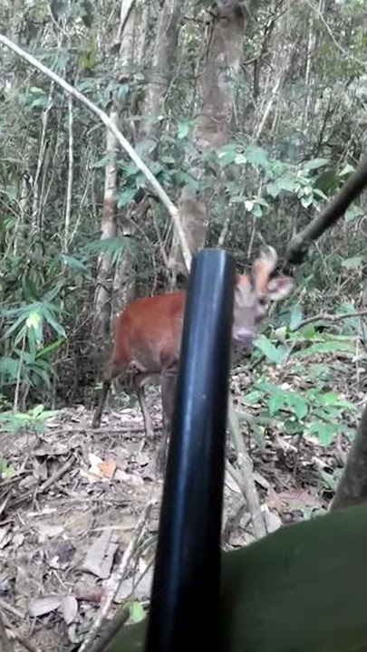 Kijang terkejut terus menghilang pantas apabila ternampak pemburu haram leka -  2021 - 3