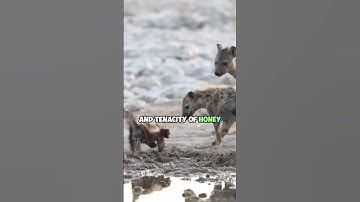 Honey Badgers and Hyenas: The Fearless Encounter