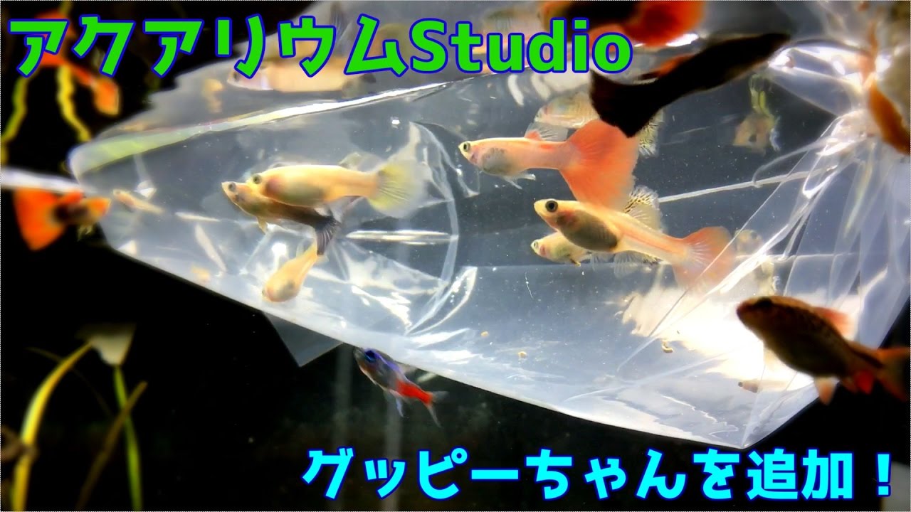 アクアリウム １２０cm水槽掃除とグッピー Youtube