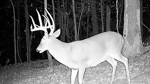 Coin Flip For GIANT ALABAMA BUCK!!