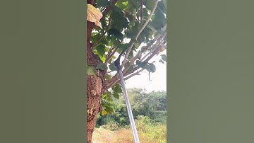 unique farming tool for cutting tree branches #shorts