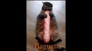 Download lagu 1 Hour French Kerosene Baguette Cat