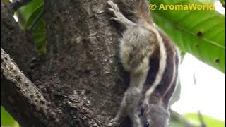 Alarm Sound of Scared Squirrel