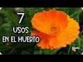 CALENDULA . 7 Usos En El Huerto De Esta PODEROSA Flor || La Huertina De Toni