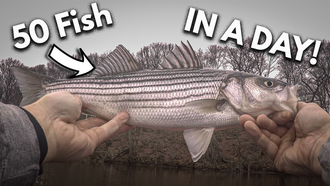 SCHOOLIE striped bass fishing on the Housatonic river (TON OF BITES