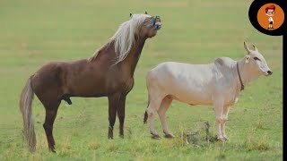 HORSE AND COW CROSS
