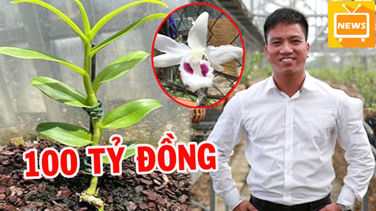lan bien nha trang New Sô'c Gốc Lan Đột Biến 'Bươ'm Đại Ngàn' Chính Thức Được Rao Ba'n Với Giá 100 Tỷ Đồng - Tin Tức Mới
