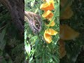 The Butterfly Farm!!! (Bonus footage at the end) #aruba