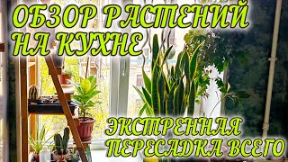 ОБЗОР РАСТЕНИЙ НА КУХНЕ / ИЗМЕНЕНИЯ / ГРУНТ В КОТОРОМ ВСЕ ГНИЕТ 