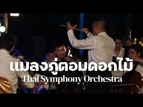 แมลงภู่ตอมดอกไม้  | Thai Symphony Orchestra